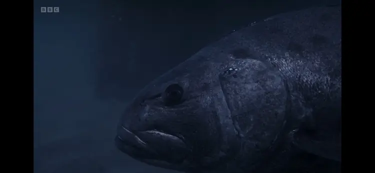 Giant sea bass (Stereolepis gigas) as shown in Planet Earth III - Ocean